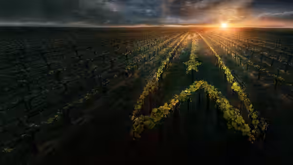 Rows of grapevines stretch across a vineyard toward the setting sun