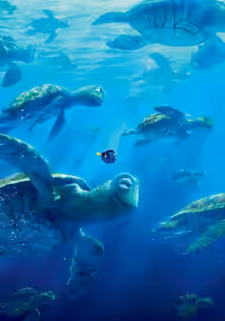 Finding Dory poster 7