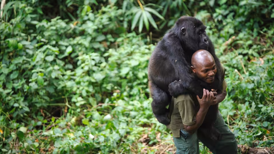 André Bauma walks through the forest with a gorilla clinging to his back