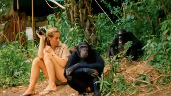 Jane Goodall sits beside chimpanzees in a forest clearing, holding a camera