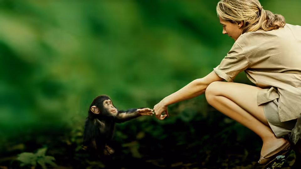 Jane Goodall reaches toward a young chimpanzee in the forest