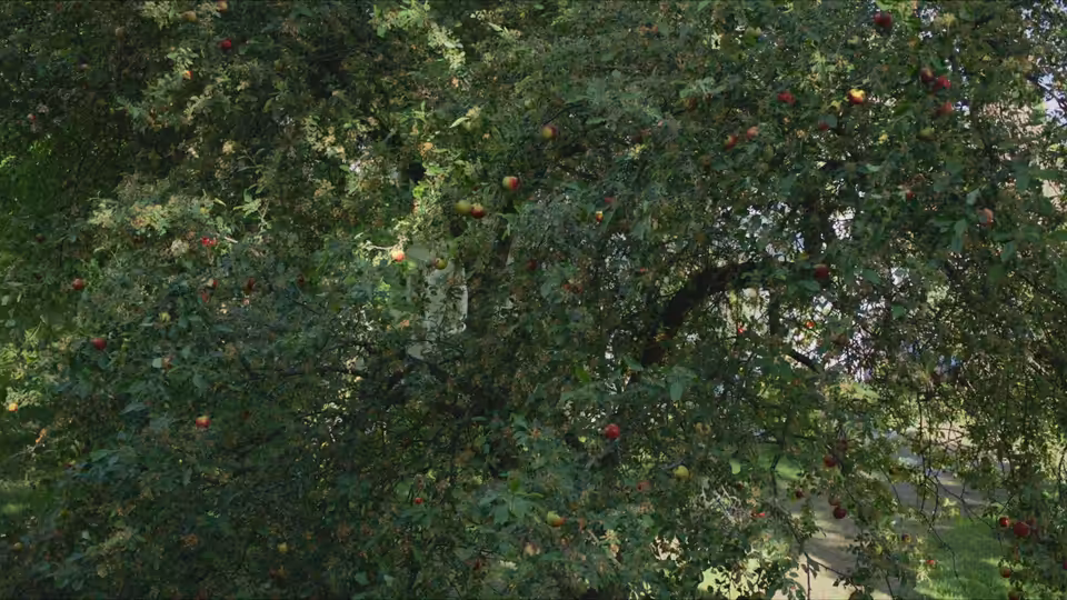 Dense green tree canopy surrounds a narrow path visible through the branches