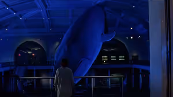 a young man views a large suspended whale model in a dark museum