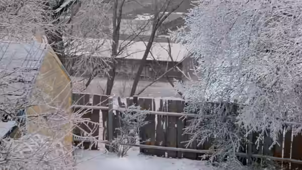 Snow-covered backyard with a wooden fence, bare trees, and a small shed