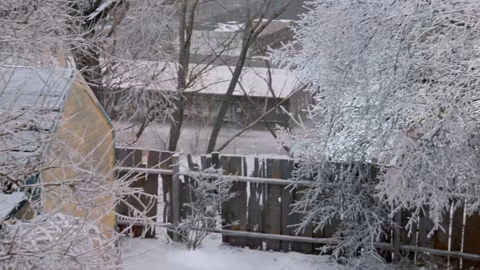 Snow-covered backyard with a wooden fence, bare trees, and a small shed