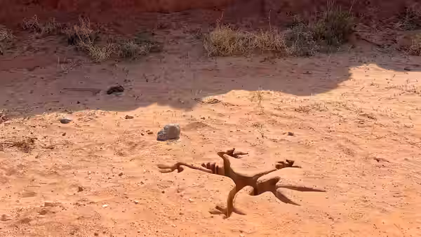 Coyote-shaped imprint left in the sand of a desert landscape