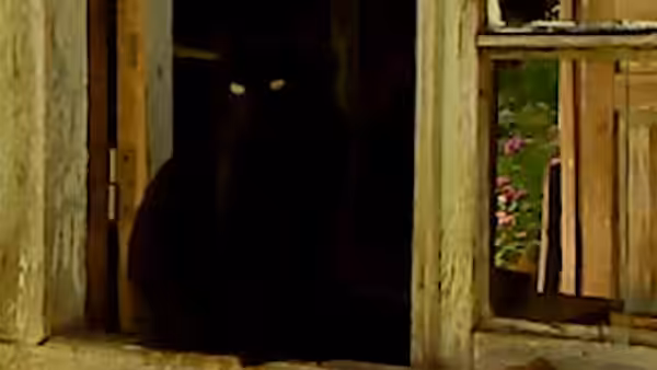 A black cat sitting in the open doorway of a wooden building