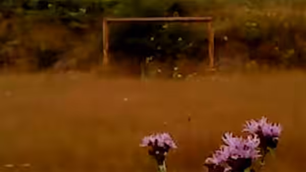 A wooden soccer goal in a dry field with purple flowers in front