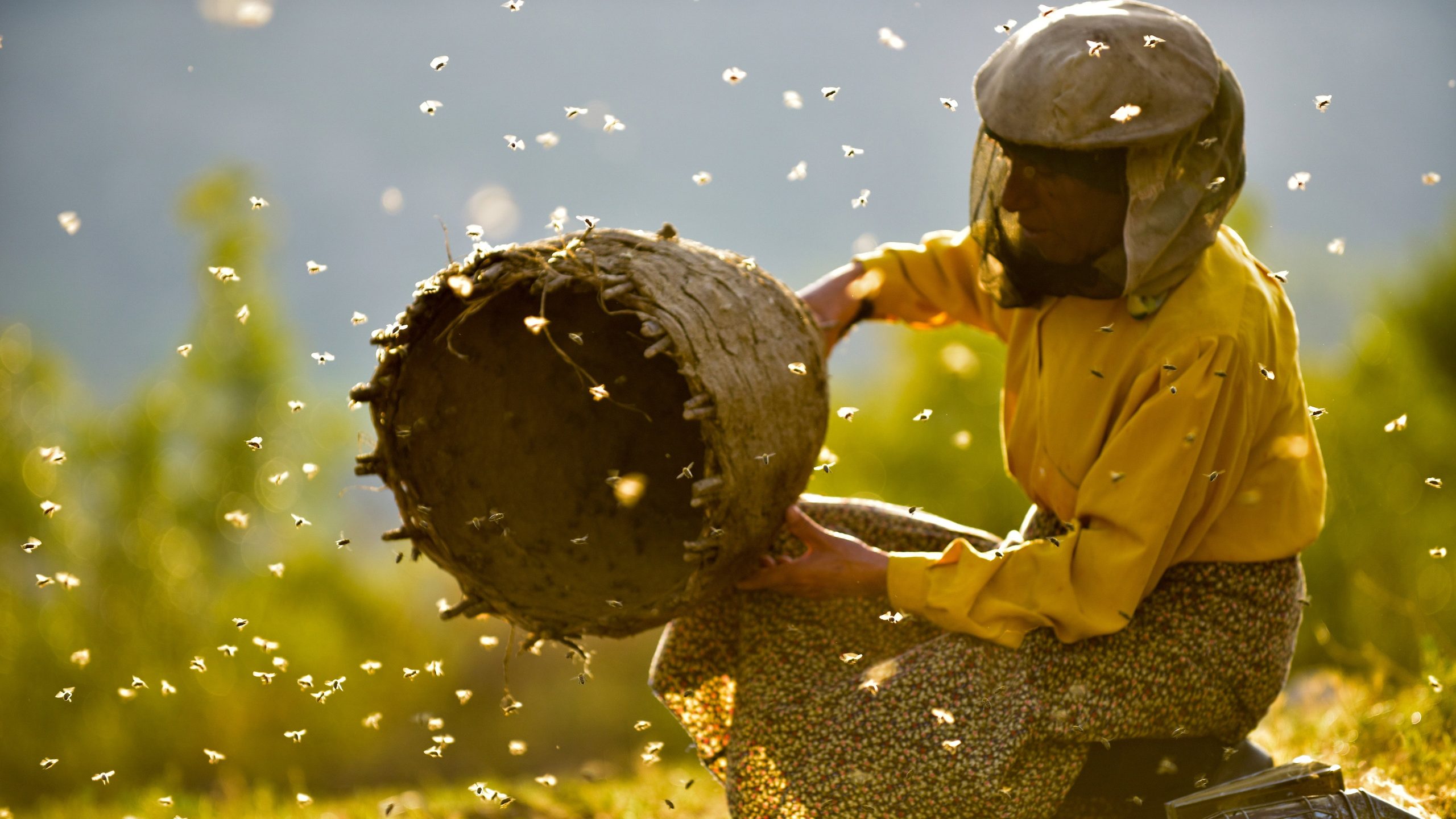 Honeyland, still 1
