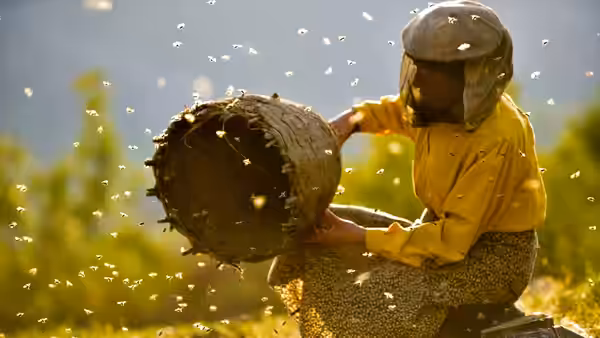A beekeeper in a yellow jacket holds an open hive as bees fly around a grassy field