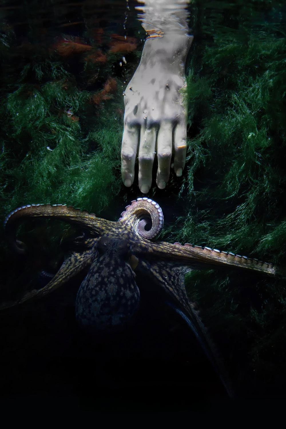 My Octopus Teacher poster 3