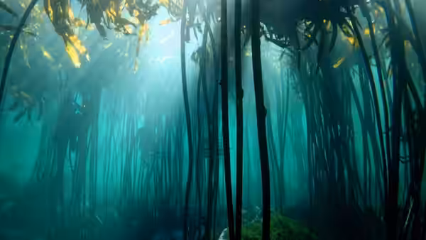Dense kelp forest sways gently beneath rays of sunlight