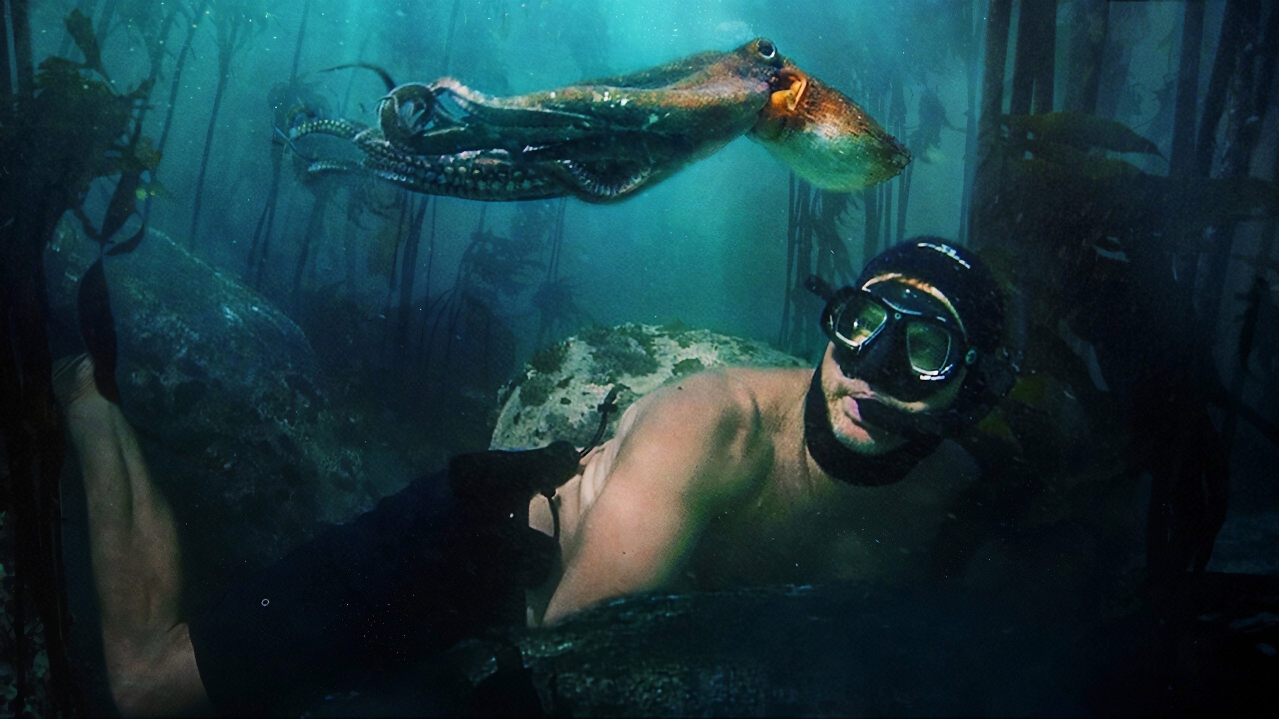 My Octopus Teacher, still 2