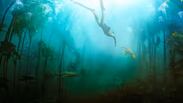 Free diver ascends through sunlit kelp with an octopus nearby