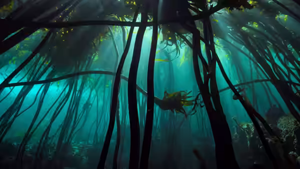Sunlight streams through towering kelp stalks in clear water