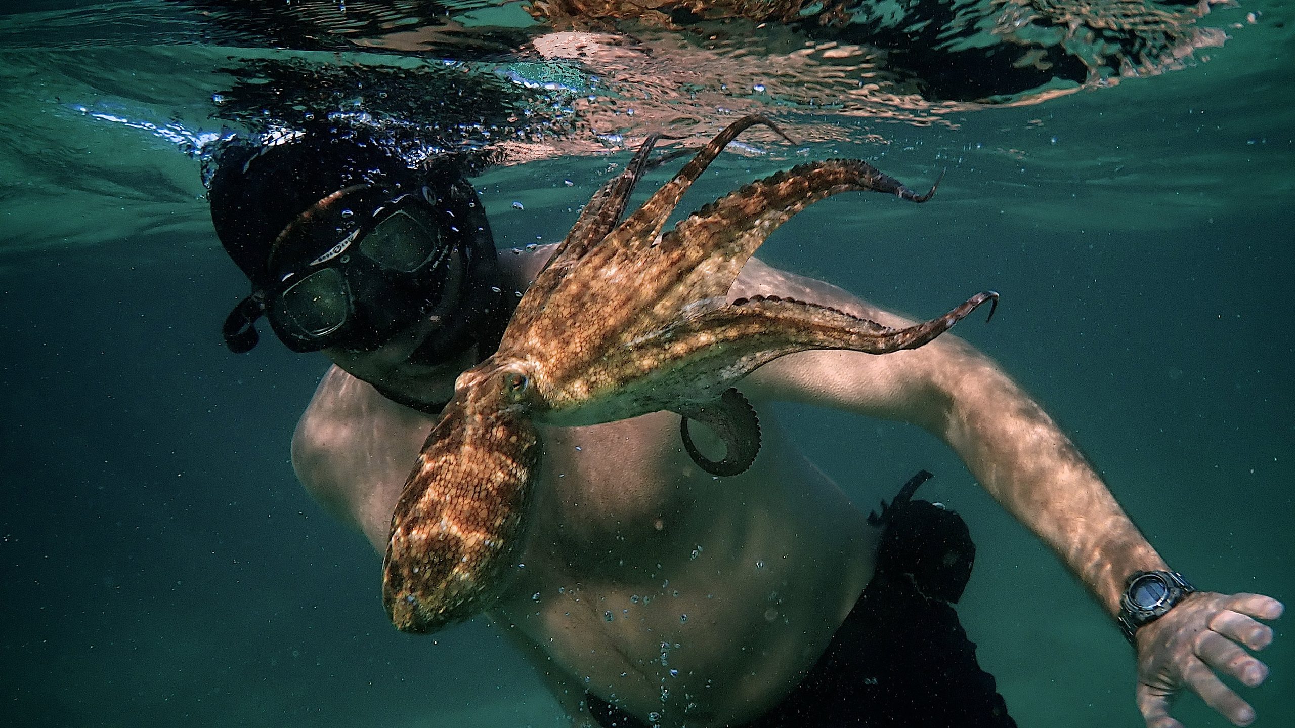 My Octopus Teacher, still 1