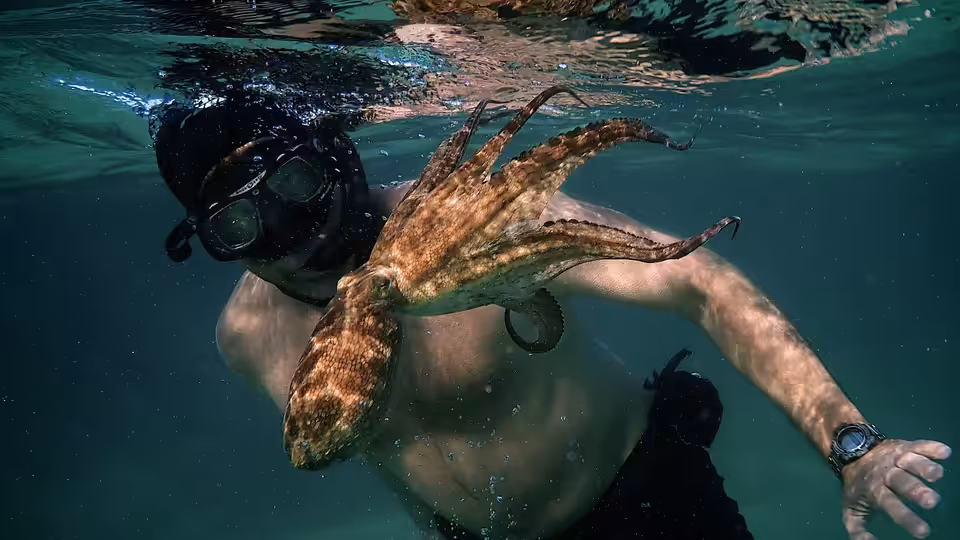 Snorkeler with an octopus clinging to his arm underwater