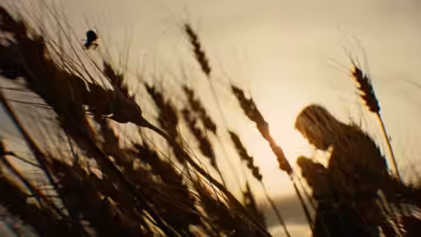 Silhouetted figure kneeling among wheat stalks at sunset