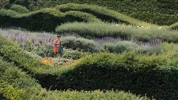 a woman walking through a vast manicured garden with winding hedges and lavender