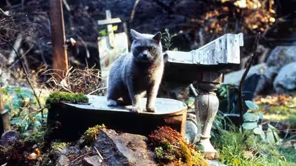 A gray cat stands on a stone grave marker among crosses and overgrown pet graves