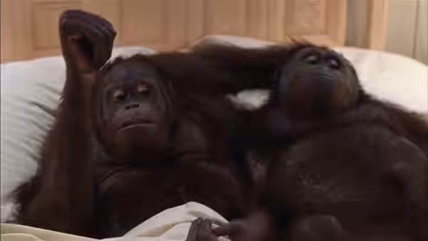 Two orangutans lie side by side beneath white bedding in a bedroom