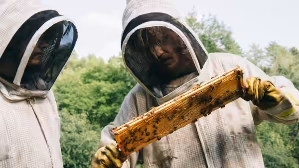 Two beekeepers examine a honeycomb frame outdoors with bees on it