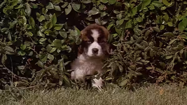 A Saint Bernard puppy peeks out from dense bushes beside a lawn