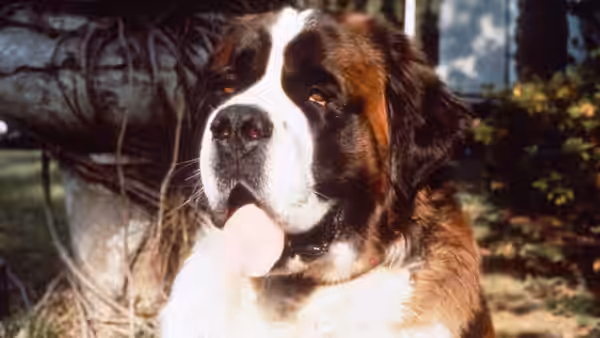 Beethoven sits outdoors in a garden, panting