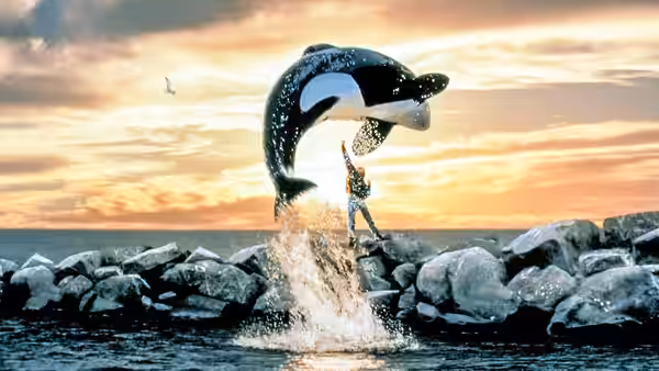 Willy leaps from the water beside a person standing on a rocky breakwater at sunset