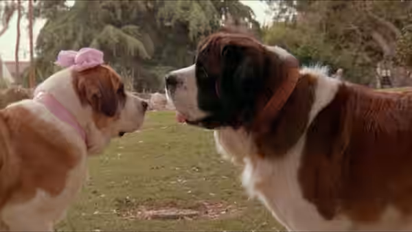 Beethoven meets a female Saint Bernard wearing a pink bow in a garden