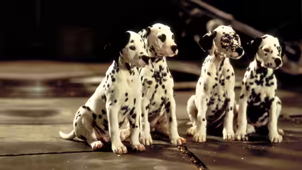 Four Dalmatian puppies sit together on a wet pavement