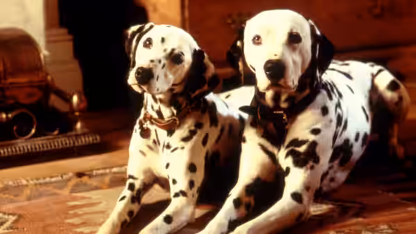 Two adult Dalmatians lie together on a patterned rug beside a fireplace