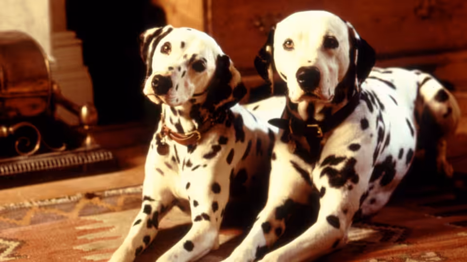 Two adult Dalmatians lie together on a patterned rug beside a fireplace