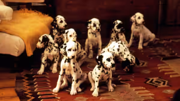 Dalmatian puppies gather on a patterned rug beside a sofa