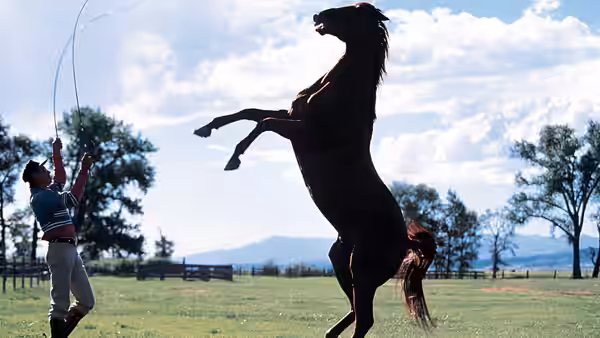 A man raises his arms as a dark horse rears in a pasture