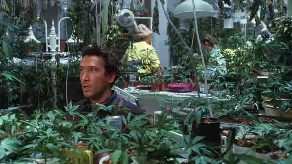 A man peers through dense plants in a greenhouse as a woman works behind him