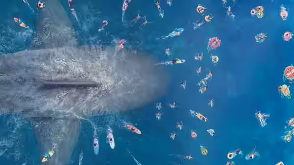 Swimmers float in blue water as a massive shark approaches beneath them