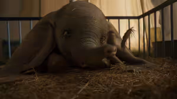 Dumbo lies on straw inside a barred enclosure