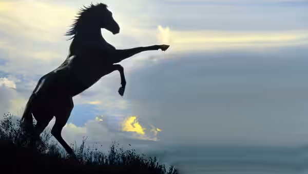 The Black Stallion rears on a grassy rise beneath a cloudy sky