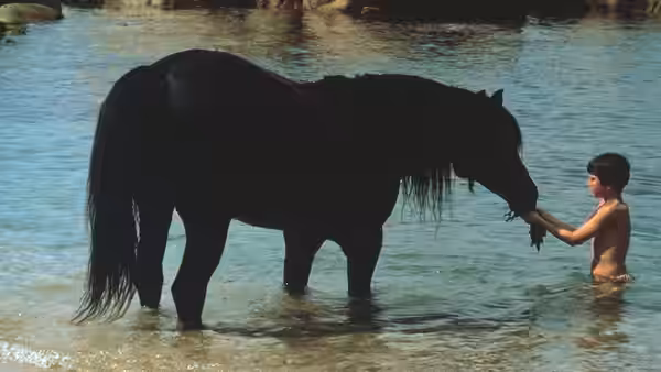 Alec Ramsey (Kelly Reno) feeds the Black Stallion in shallow water