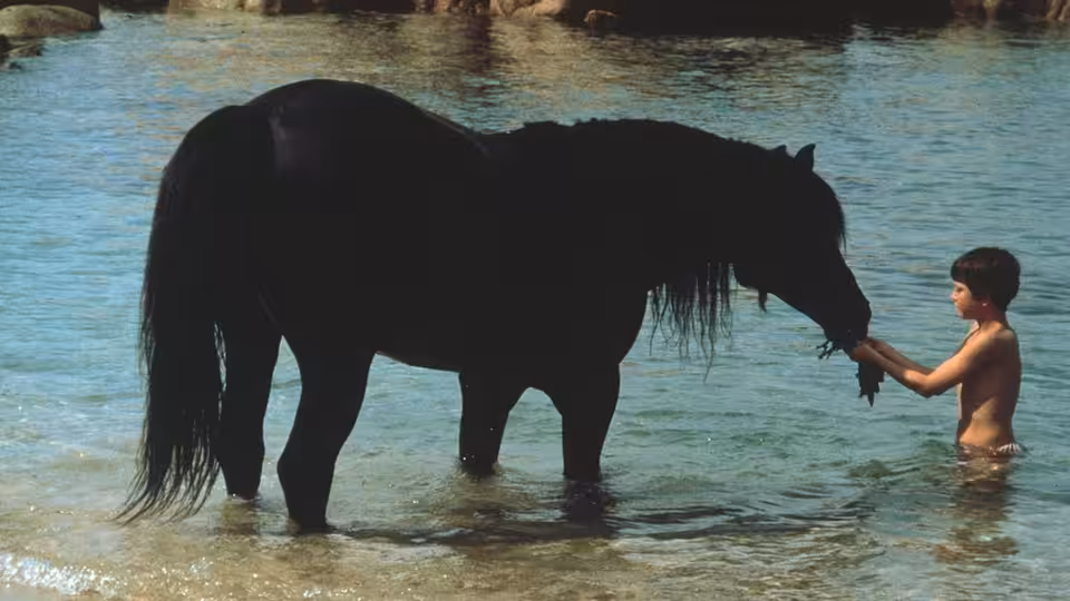 Alec Ramsey (Kelly Reno) feeds the Black Stallion in shallow water