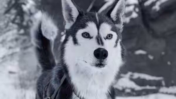 A blue-eyed husky stands among snow-covered rocks