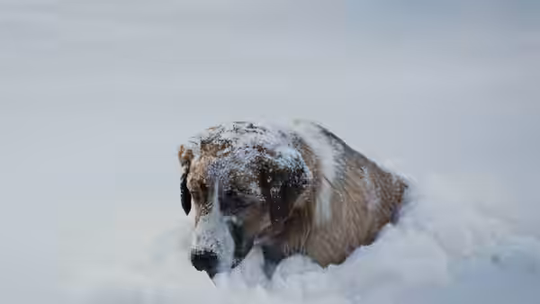 Buck pushes through deep snow in a frozen landscape
