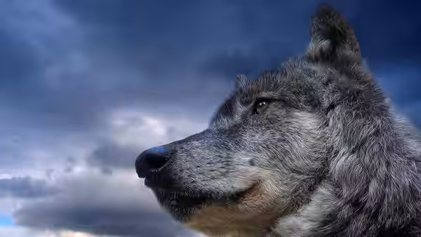 A gray wolf looks toward the cloudy sky