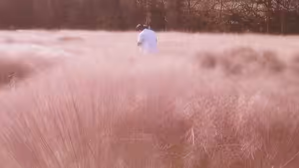 A person walks through a tall pink grass field toward the trees