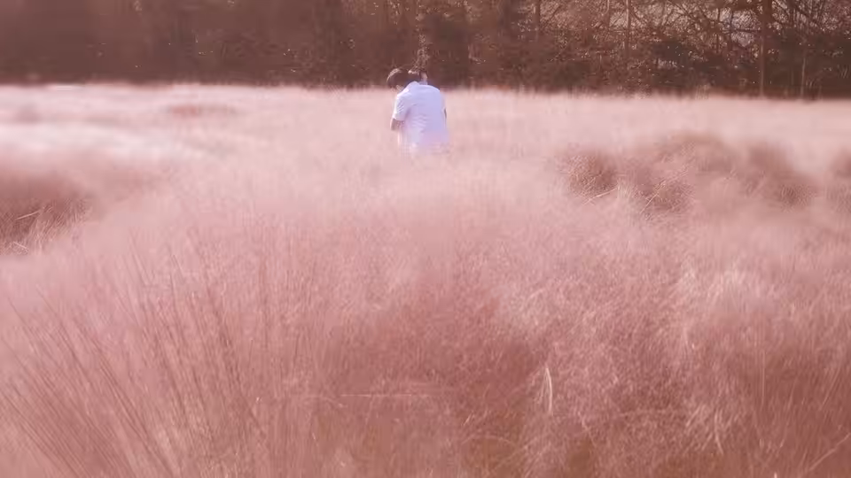 A person walks through a tall pink grass field toward the trees