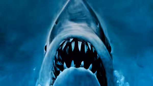 A great white shark swims underwater with its mouth wide open