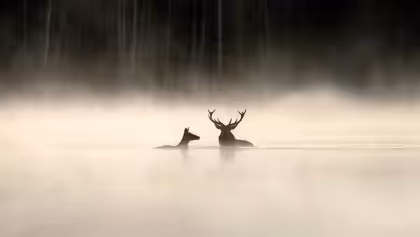 A stag and a hind wade through misty water before a dark forest