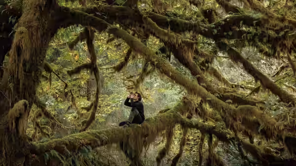 A person sits on a moss-covered branch in a dense forest, looking through binoculars