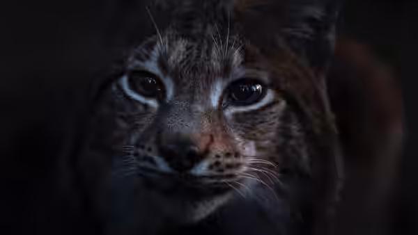 A lynx looks directly ahead, its whiskered face filling the frame